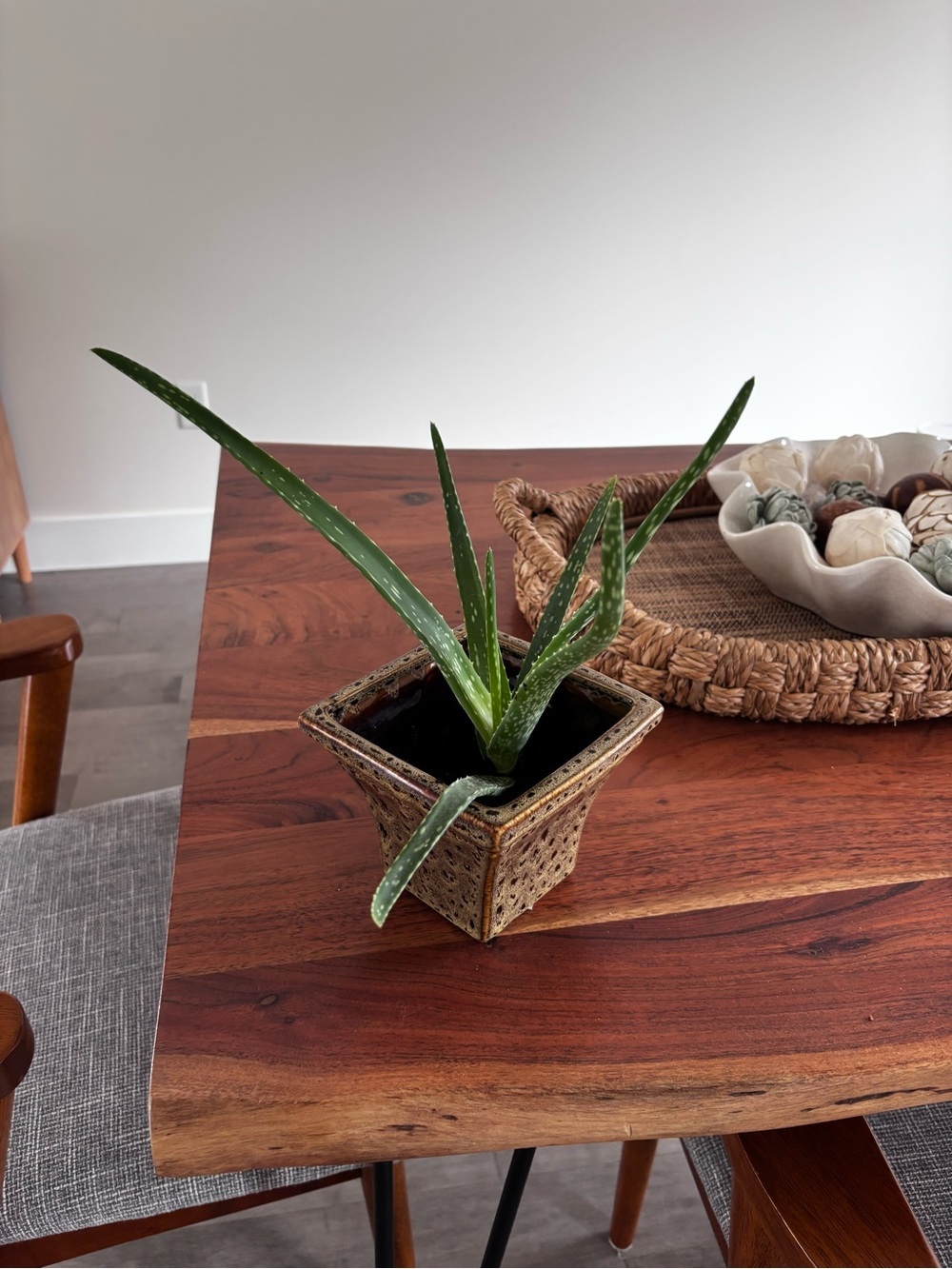 🌿 Aloe Vera Plant in Decorative Ceramic Pot - Picture 3 of 4